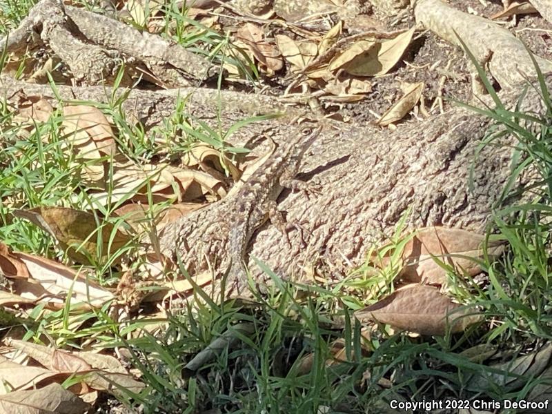 Western Fence Lizard (Sceloporus occidentalis)