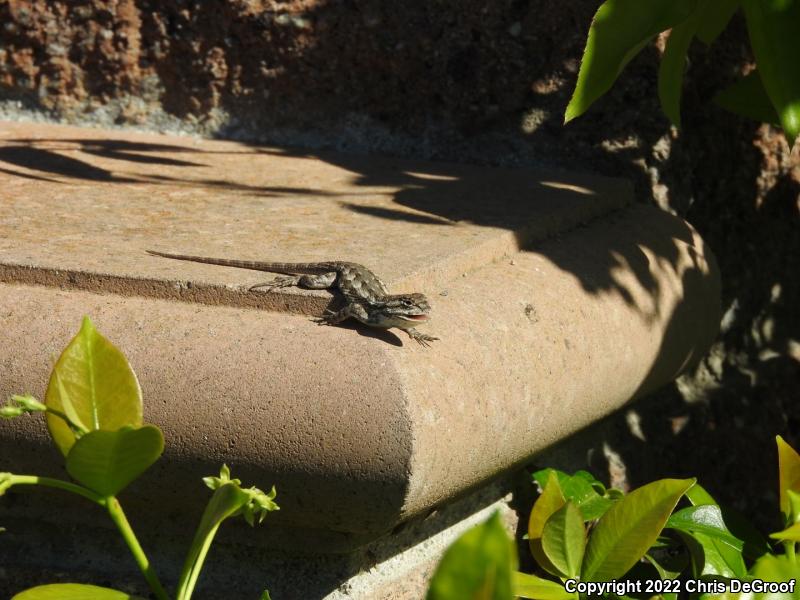 Western Fence Lizard (Sceloporus occidentalis)