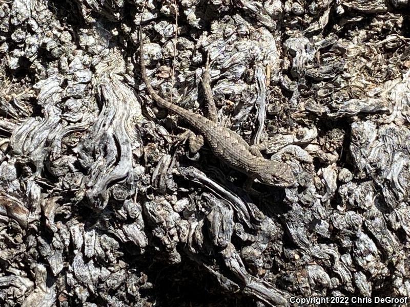 Western Fence Lizard (Sceloporus occidentalis)