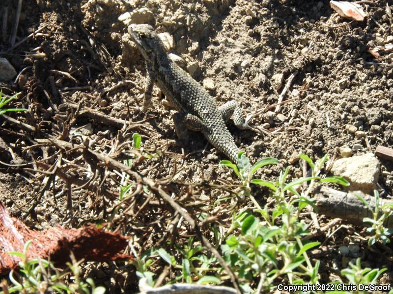 Western Fence Lizard (Sceloporus occidentalis)