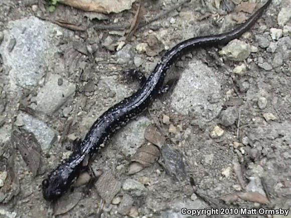 Western Slimy Salamander (Plethodon albagula)