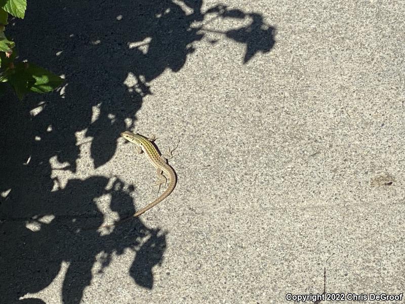 Italian Wall Lizard (Podarcis sicula)