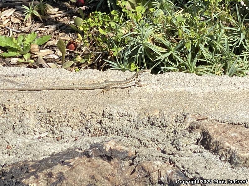 Italian Wall Lizard (Podarcis sicula)