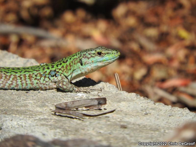 Italian Wall Lizard (Podarcis sicula)