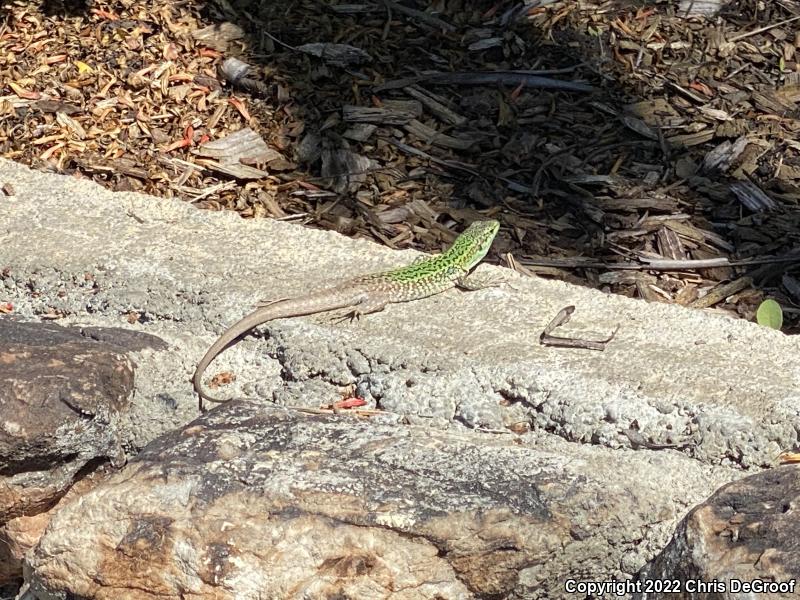 Italian Wall Lizard (Podarcis sicula)