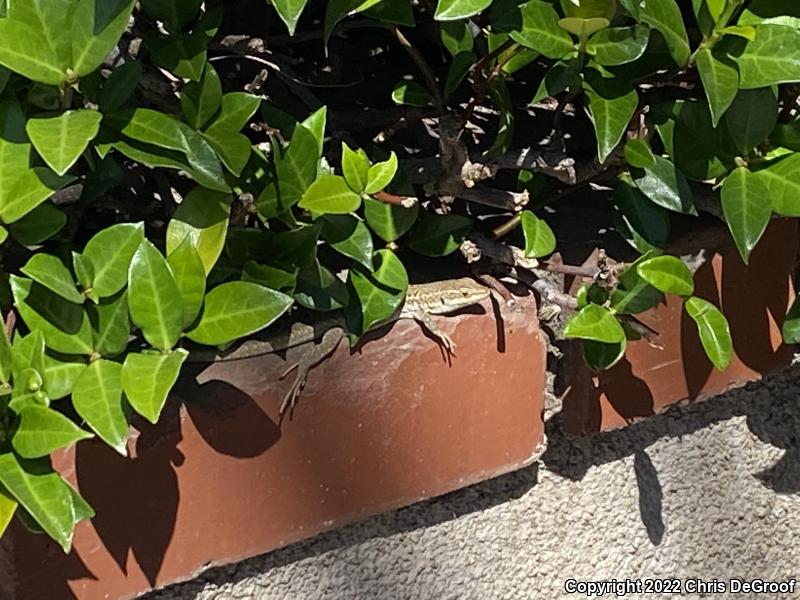 Italian Wall Lizard (Podarcis sicula)