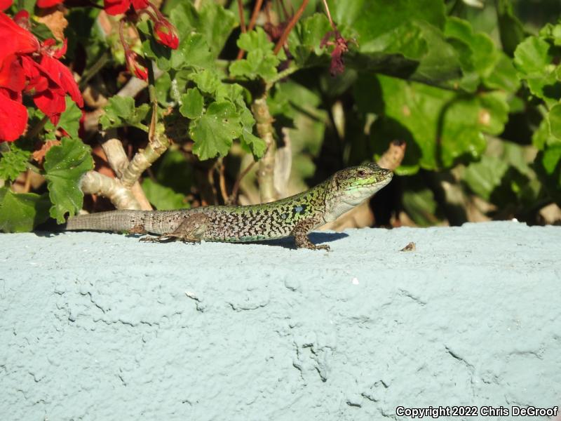 Italian Wall Lizard (Podarcis sicula)