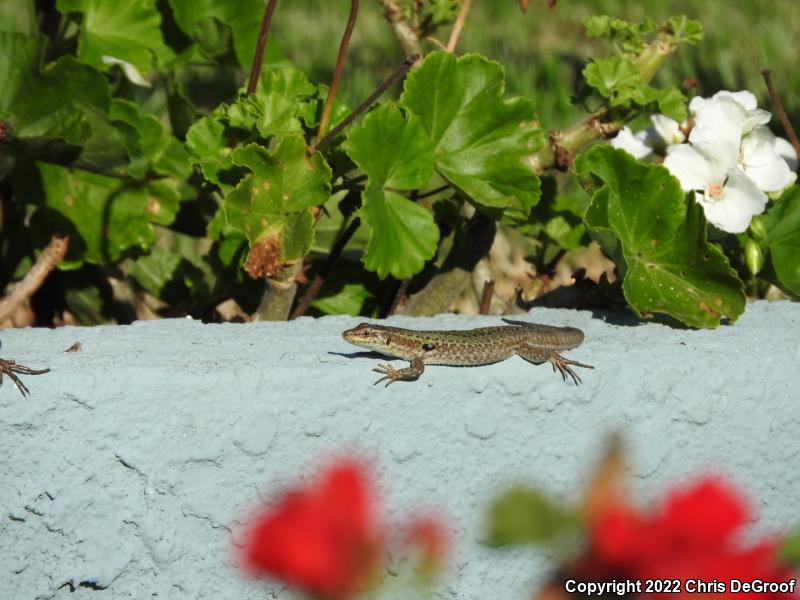 Italian Wall Lizard (Podarcis sicula)