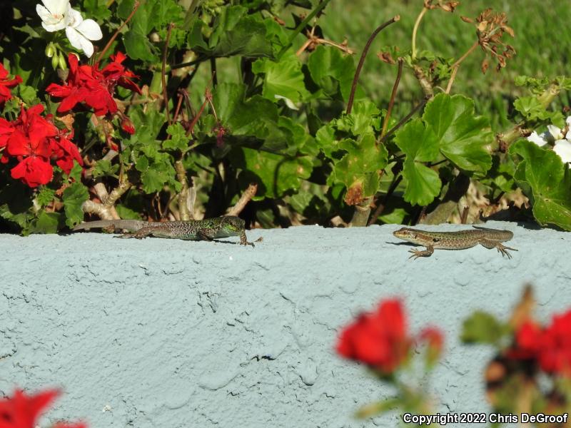 Italian Wall Lizard (Podarcis sicula)