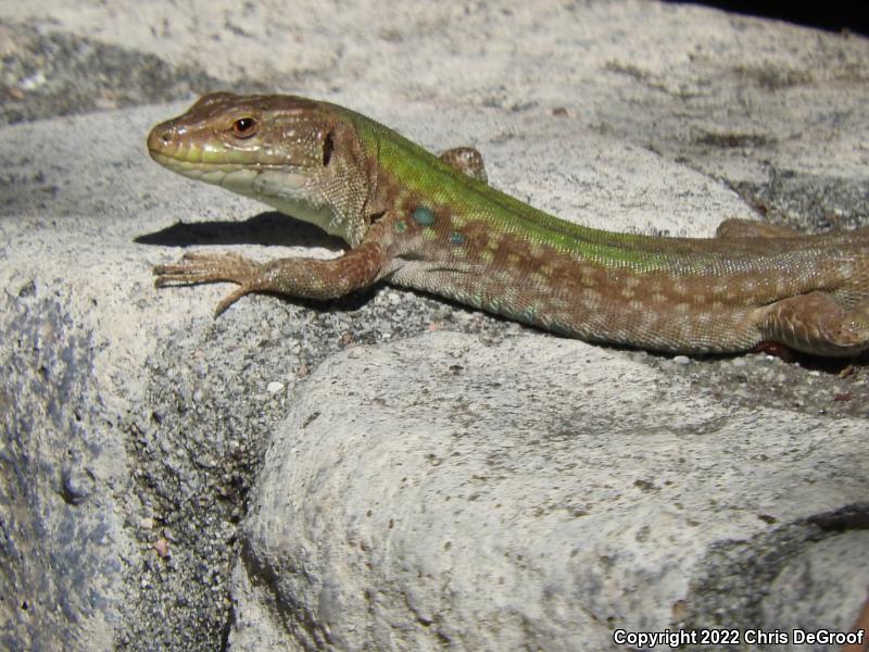 Italian Wall Lizard (Podarcis sicula)