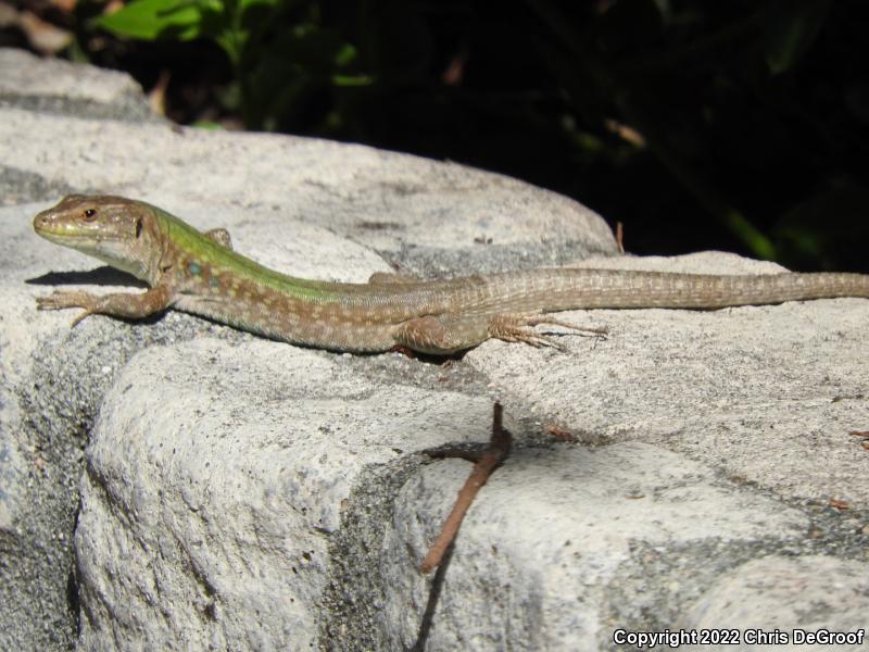 Italian Wall Lizard (Podarcis sicula)