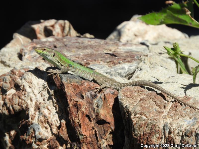 Italian Wall Lizard (Podarcis sicula)