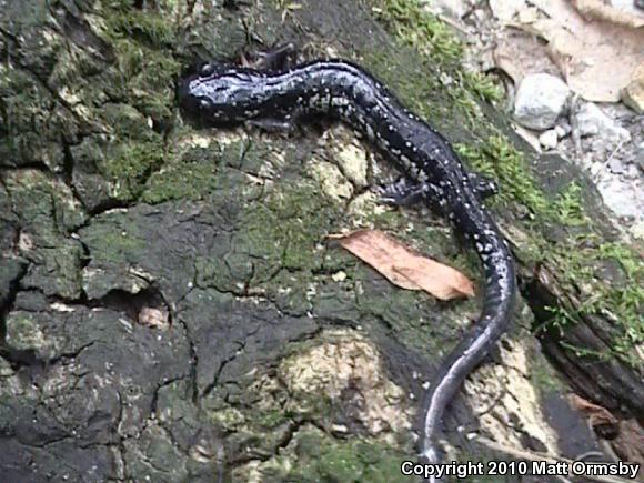 Western Slimy Salamander (Plethodon albagula)