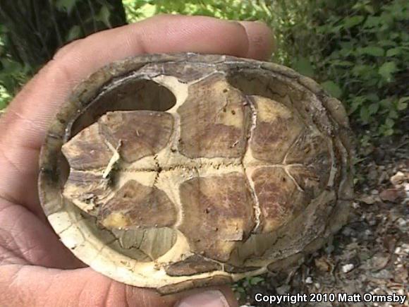 Eastern Musk Turtle (Sternotherus odoratus)