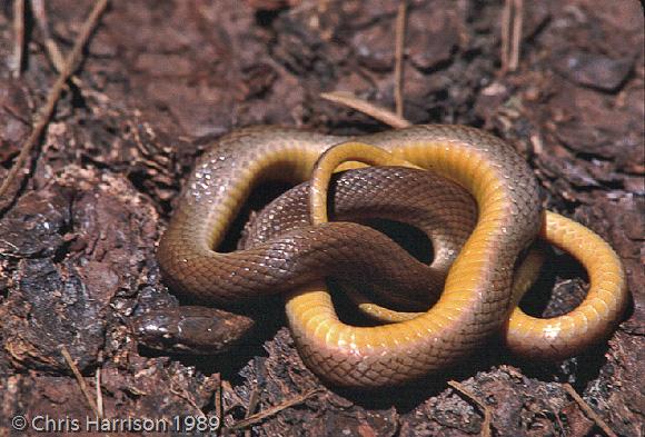 Kanalchutchan Graceful Brownsnake (Rhadinaea kanalchutchan)