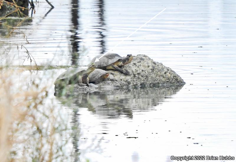 Red-eared Slider (Trachemys scripta elegans)