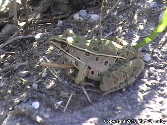 Southern Leopard Frog (Lithobates sphenocephalus)