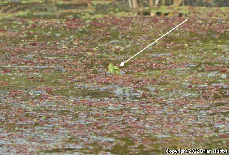 Red-eared Slider (Trachemys scripta elegans)