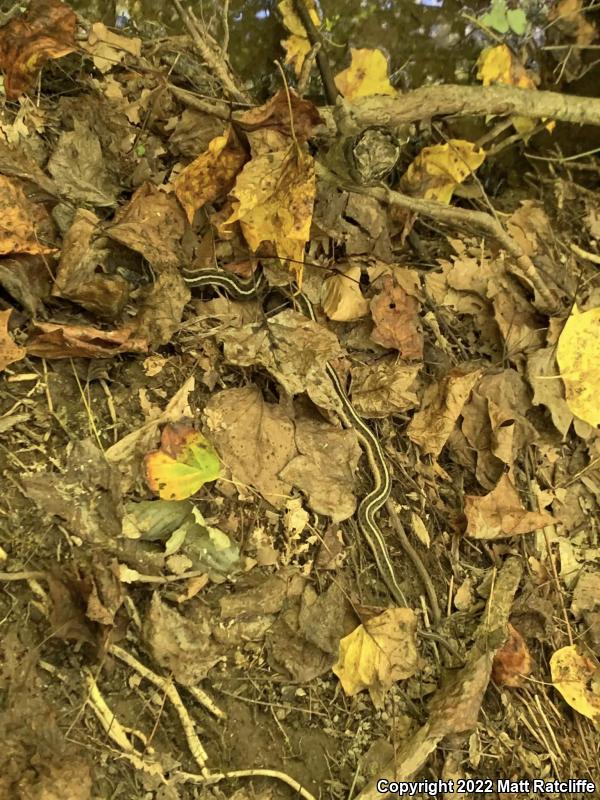 Eastern Gartersnake (Thamnophis sirtalis sirtalis)