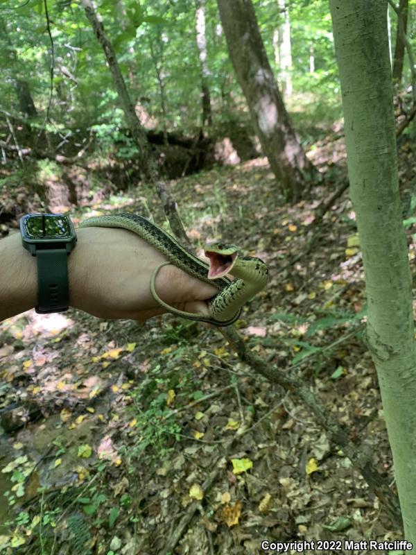 Eastern Gartersnake (Thamnophis sirtalis sirtalis)