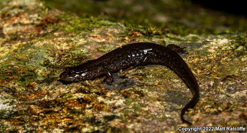 Northern Dusky Salamander (Desmognathus fuscus)