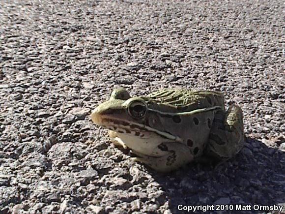 Southern Leopard Frog (Lithobates sphenocephalus)