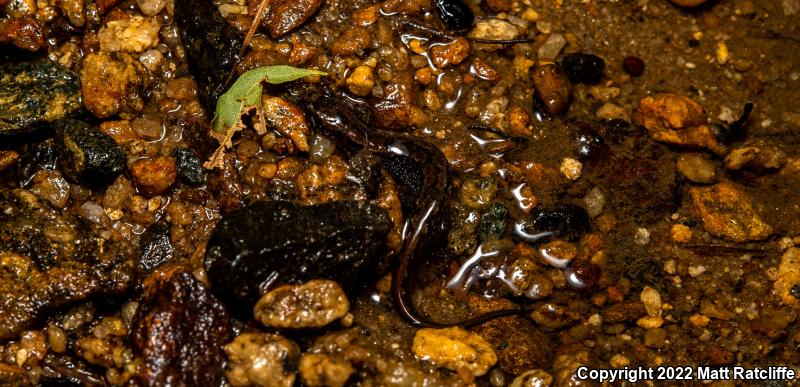 Northern Dusky Salamander (Desmognathus fuscus)