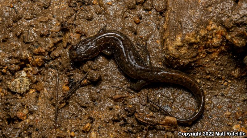 Northern Dusky Salamander (Desmognathus fuscus)