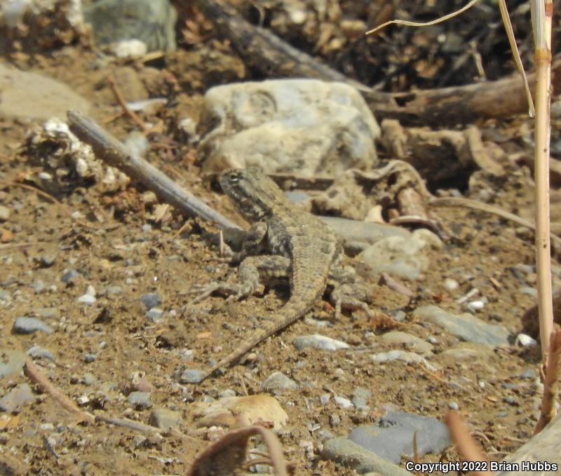 NorthWestern Fence Lizard (Sceloporus occidentalis occidentalis)