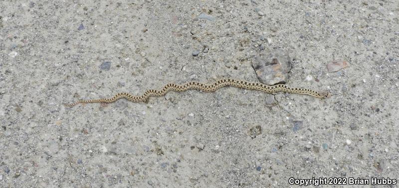 Pacific Gopher Snake (Pituophis catenifer catenifer)