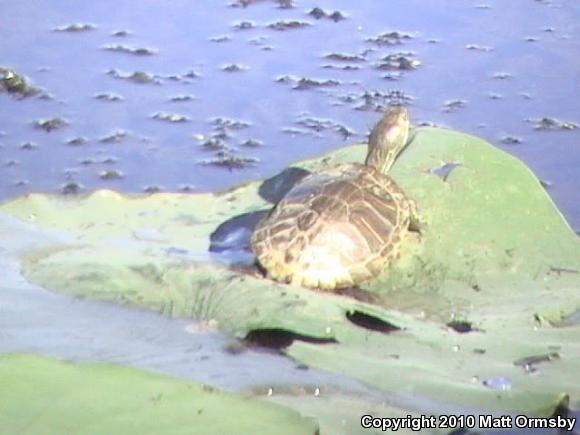 Red-eared Slider (Trachemys scripta elegans)