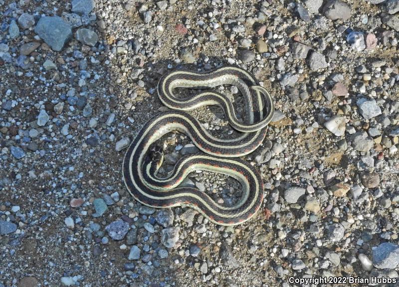 Valley Gartersnake (Thamnophis sirtalis fitchi)