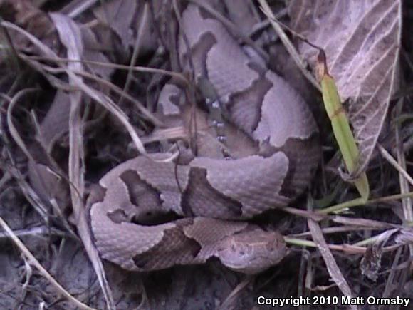 Osage Copperhead (Agkistrodon contortrix phaeogaster)