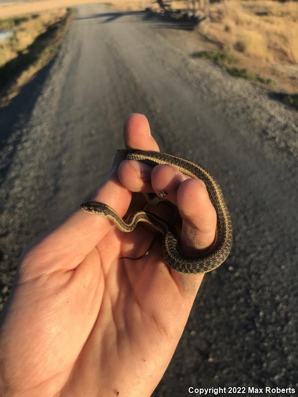 Mountain Gartersnake (Thamnophis elegans elegans)