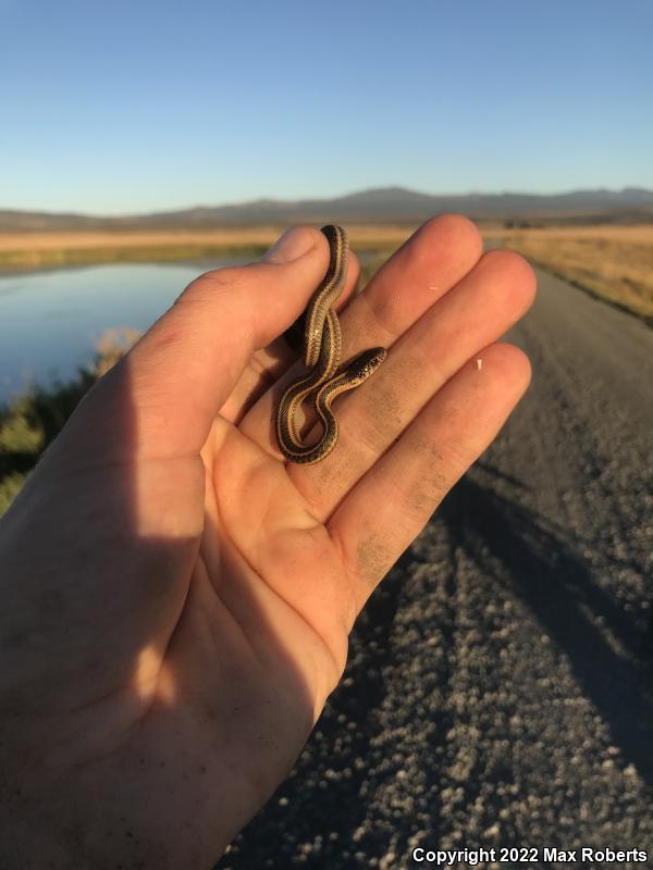 Mountain Gartersnake (Thamnophis elegans elegans)