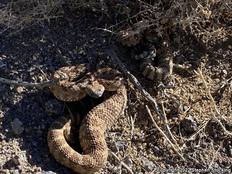 Panamint Rattlesnake (Crotalus stephensi)