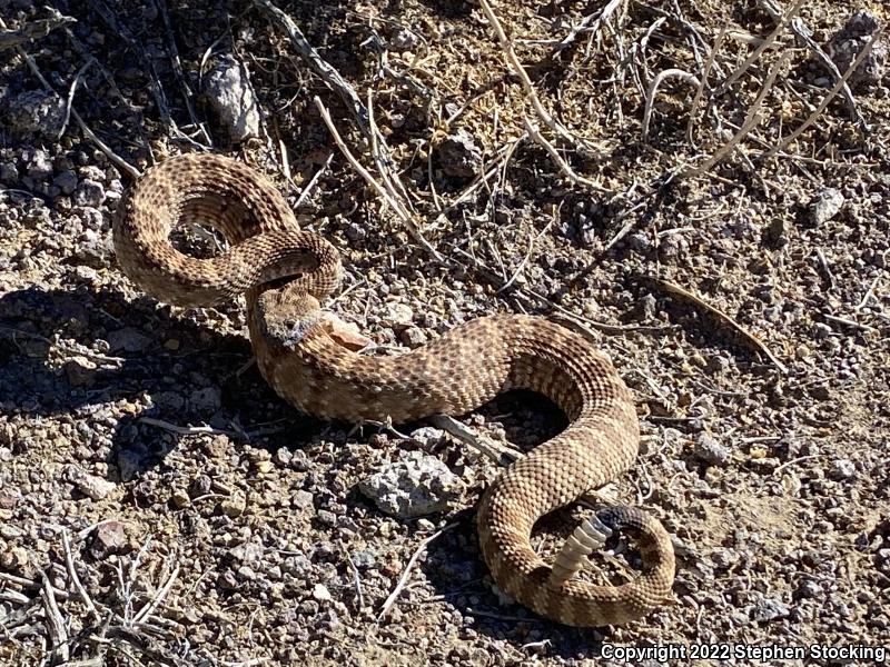 Panamint Rattlesnake (Crotalus stephensi)