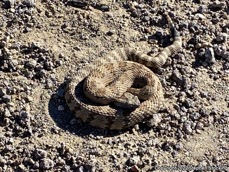 Panamint Rattlesnake (Crotalus stephensi)