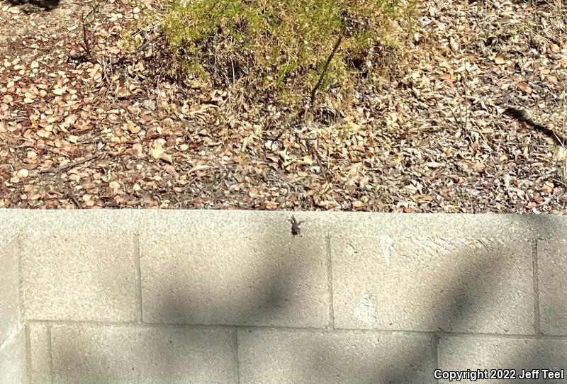 Great Basin Fence Lizard (Sceloporus occidentalis longipes)