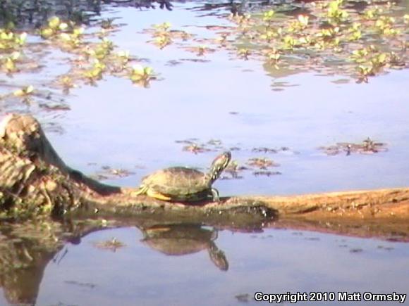 Red-eared Slider (Trachemys scripta elegans)