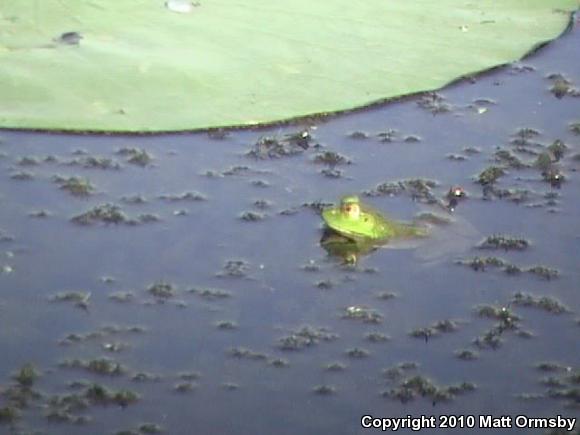 American Bullfrog (Lithobates catesbeianus)