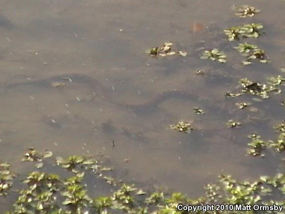 Northern Watersnake (Nerodia sipedon sipedon)