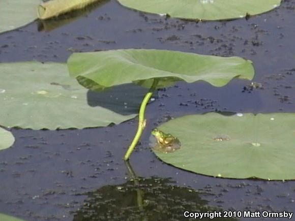 American Bullfrog (Lithobates catesbeianus)