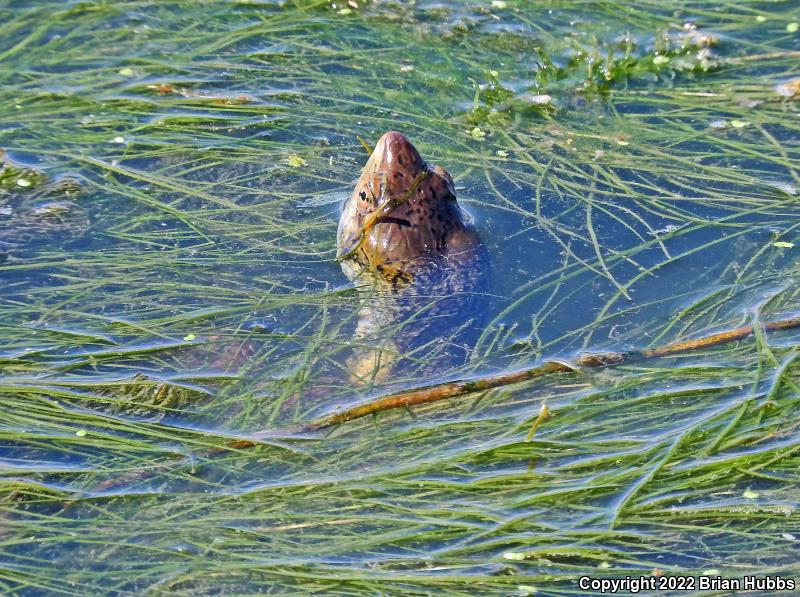 Western Pond Turtle (Actinemys marmorata)