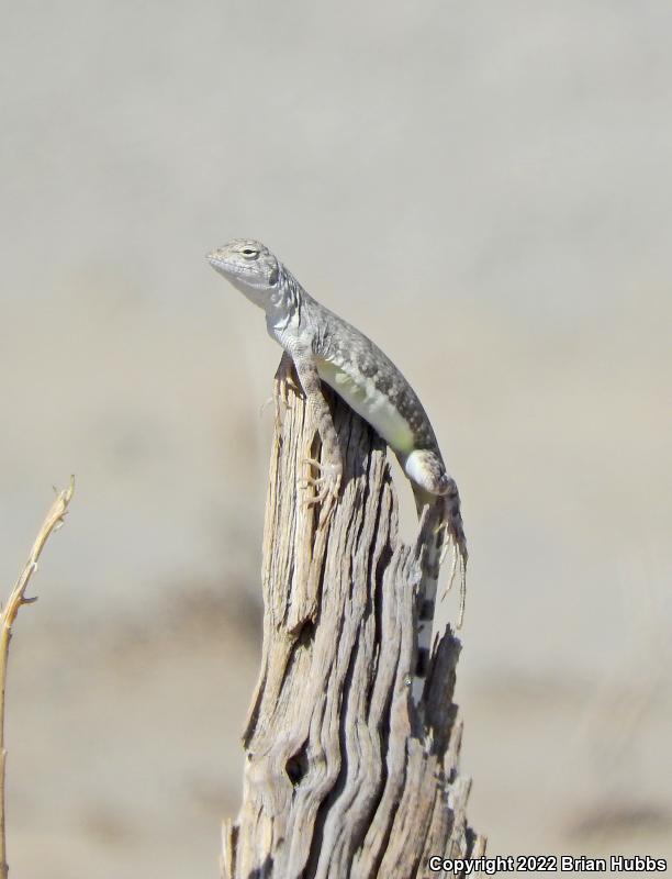 Western Zebra-tailed Lizard (Callisaurus draconoides rhodostictus)