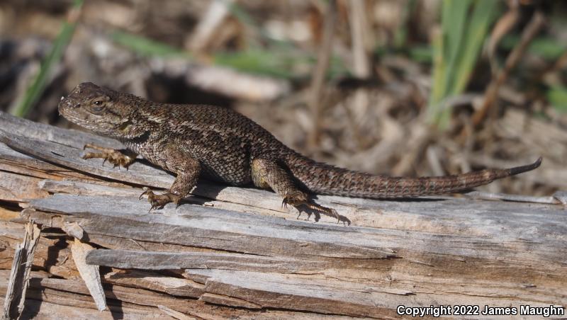 Coast Range Fence Lizard (Sceloporus occidentalis bocourtii)