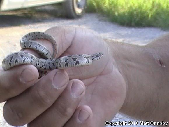 Prairie Kingsnake (Lampropeltis calligaster calligaster)