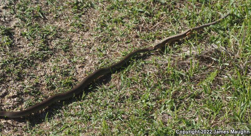 Western Yellow-bellied Racer (Coluber constrictor mormon)