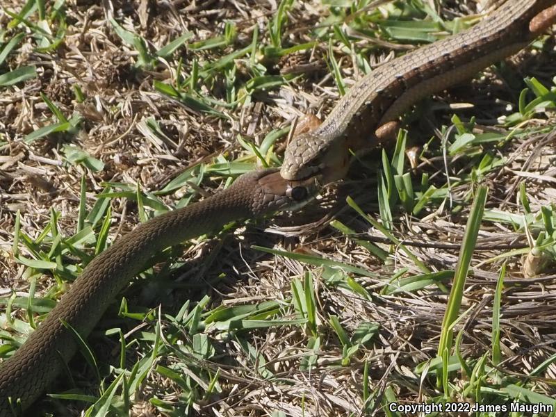 Western Yellow-bellied Racer (Coluber constrictor mormon)