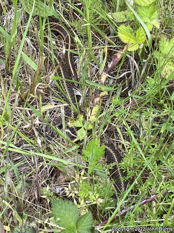 Northwestern Gartersnake (Thamnophis ordinoides)